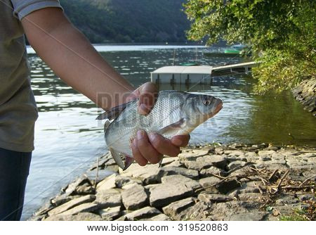 Fishermans Hand Tightly Clutching Vimba Vimba Fish