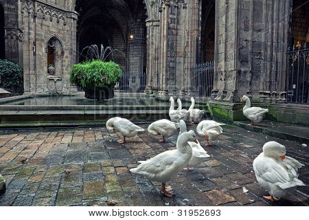 Oche nella Cattedrale di Sant'Eulalia a Barcellona, Spagna