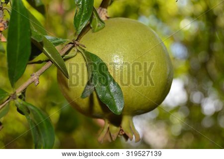 A Big Green Pomegrenate Hanging On A Tree