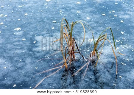 The Ice Of A Frozen Lake With Reeds. A Sharp Unexpected Decrease Of Temperature.