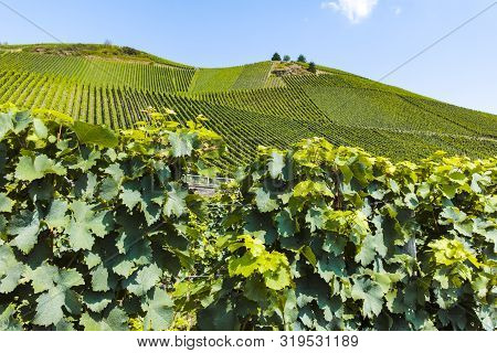 Famous Green Terraced Vineyards In Mosel River Valley, Germany, Production Of Quality White And Red
