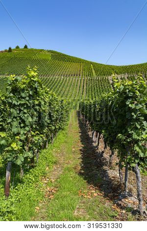 Famous Green Terraced Vineyards In Mosel River Valley, Germany, Production Of Quality White And Red