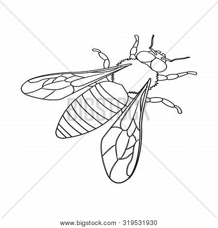 Vector Design Of Bumblebee And Wild Symbol. Set Of Bumblebee And Biology Stock Symbol For Web.