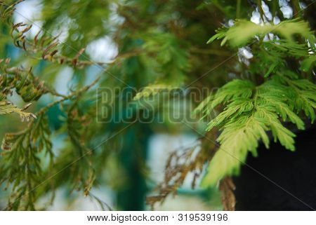 Blurr Image Of Leaves Taken From Dslr
This Image Is Taken From Dslr As A Blurred Vision Of Leaves. T
