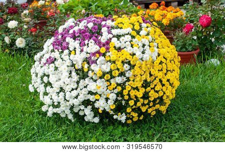 Leucanthemum Vulgare Chrysanthemum Leucanthemum As A Colored Ball On The Lawn