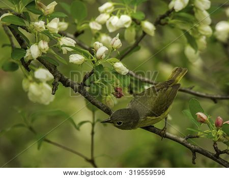 A Nashville Warbler Captured With The Camera While It Foraged In The Blooms Of A Spring Time Tree.