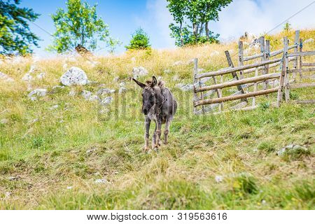 Donkey On Vlasic Mountain In Bosnia And Herzegovina