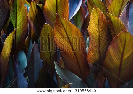 Canna X Generalis With Large Beautiful Oblong Leaf Plates Painted In Dark Purple, Violet, Dark Green