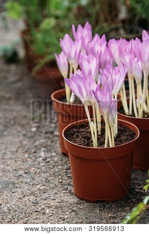 Gardening, Planting Concept. 
Сlose Up Of Colchicum Autumnale/ Crocus - Autumn Flower Seedlings At G