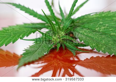 The Cannabis Branch - Hemp Lies On A Red Mirror Surface. Light Background. Psychotropic Substances A