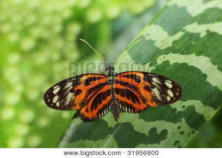 Papillon Heliconius hecale