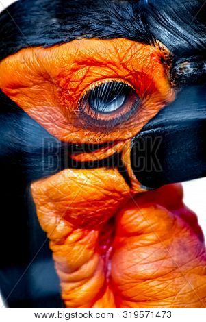 Southern Ground Hornbill (bucorvus Cafer) Bird Head Close-up With Black Plumage And Bright Red Bare 
