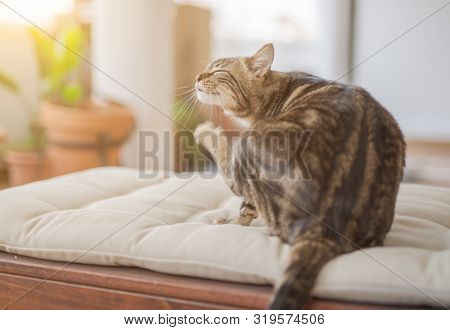 Beautiful short hair cat playing at the garden on sun bed on a sunny day at home