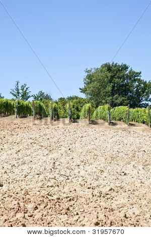 อิตาลี - ภูมิภาค Piedmont สวนไวน์ Barbera