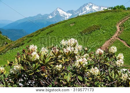 White Rhododendron Blossoms And High Mountains With Snowy Peaks. Rhododendron Caucasicum