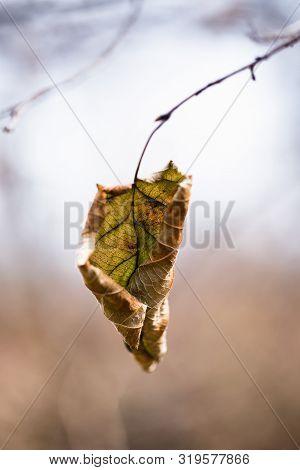 Autumn Leaves On A Tree (primorskiy Kray, Russia)