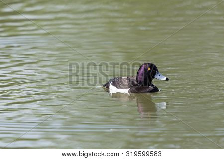 One Male Tufted Ducks (aythya Fuligula) Swimming On Water Surface