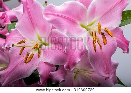 Close-up Of Pink Liles Flowers.  Common Names For Species In This Genus Include Fairy Lily Rainflowe