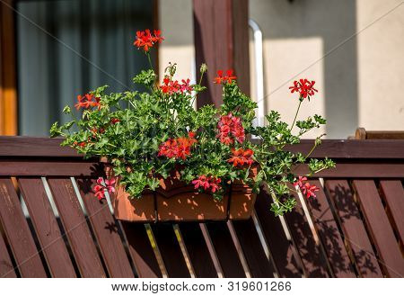 Red Geranium ( Pelargonium) Flowers Blooming In A Garden
