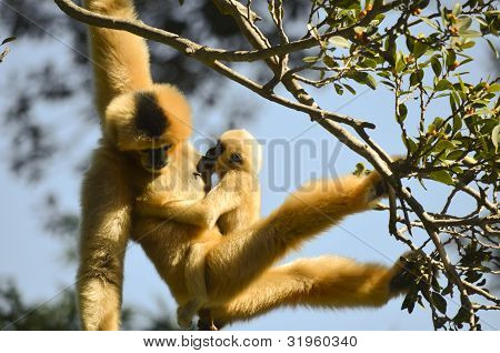 Bílý překližované Gibbon a mladí