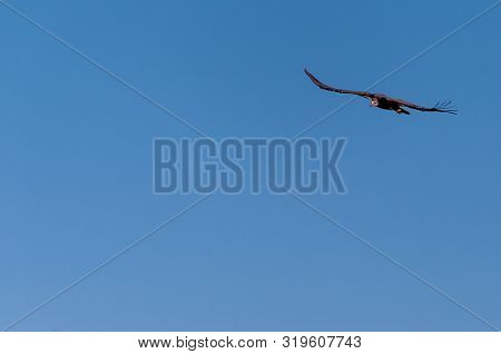 A White-headed Vulture -trigonoceps Occipitalis- Circling Over Etosha National Park, Namibia.
