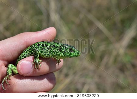 Green Lizard In The Hands Of Man