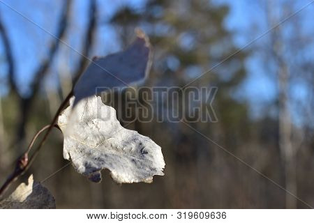 Dry Leaves On A Branch.