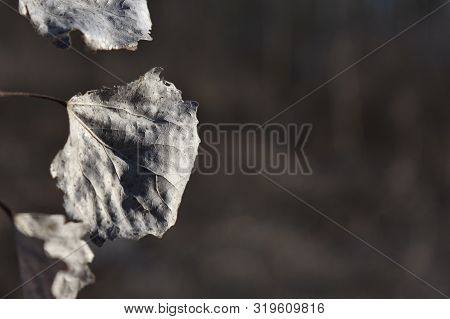 Dry Leaves On A Branch.
