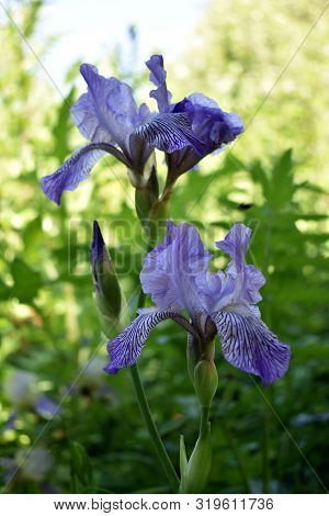 Flowers Iris Natural Color, Against The Background Of Green Grass.