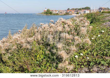 Blooming Thistle At Pier Near Dutch Village Urk