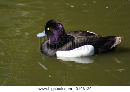 Tukkasotka (Aythya Fuligula)
