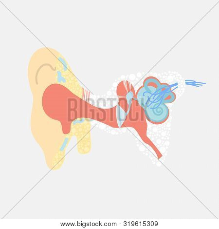Ear, Internal Organs Anatomy Body Part Nervous System, Health Care Concept, Vector Illustration Cart