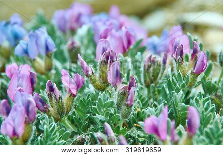Oxytropis Anertii