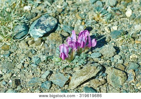 Oxytropis Anertii