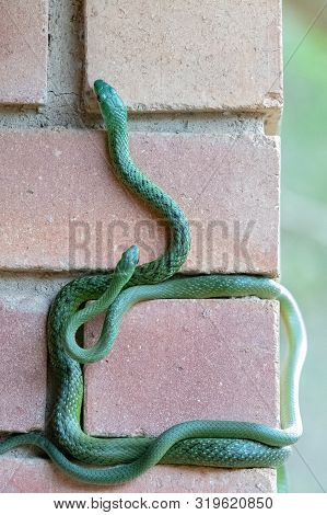 Two Mating Western Natal Green Snakes Climbing A Brick Wall.