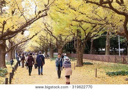Tokyo, Japan - November 30, 2016: People Celebrate Ginkgo Avenue Autumn Foliage In Tokyo, Japan. Ich