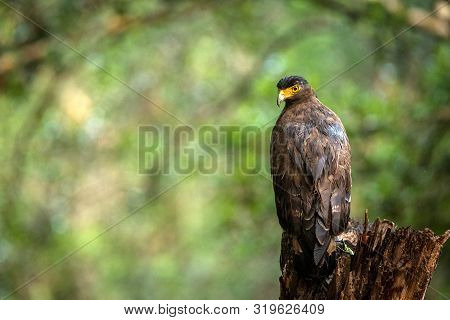 Portrait Of Crested Serpent Eagle Perched In Tree In Wilpattu National Park In Sri Lanka, Close Up P