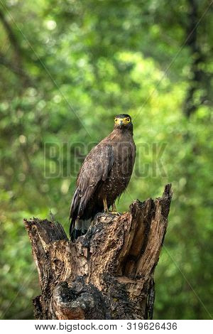 Portrait Of Crested Serpent Eagle Perched In Tree In Wilpattu National Park In Sri Lanka, Close Up P