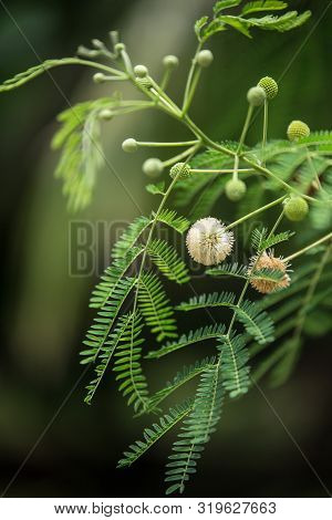Close Up Of Leucaena Leucocepphala On Background Blurred