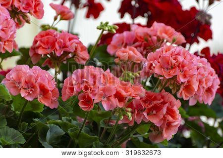 Colorful Flowering Geranium Plants, Street And House Decoraion
