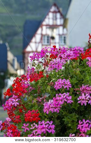 Colorful Flowering Geranium Plants, Street And House Decoraion
