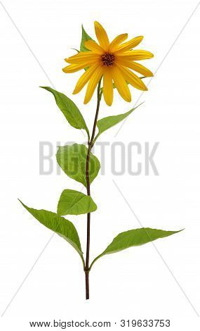 Topinambur. Artichoke. Yellow Flower Isolated On White Background Closeup