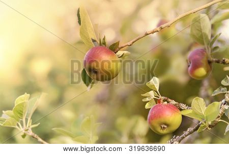 Beautiful Red Apples In The Tree Under Sunny Background