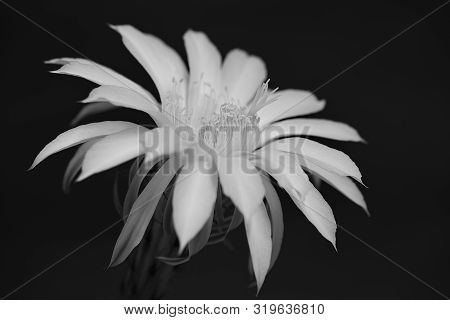 Flower Blooming Cactus Echinopsis Obrepanda Black And White. Close Up