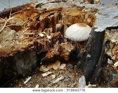 White Fungus Mushrom Grow Inside Tree Stump Destroy It From Within