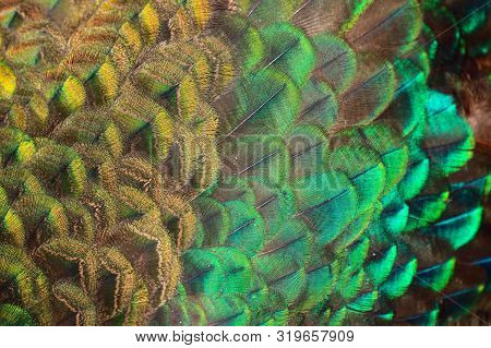 Green Peafowl / Peacock (pavo Muticus) Body Feather Background (selective Focus)