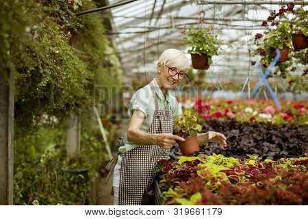 View At Good Looking Senior Woman Working With Spring Flowers In Greengarden