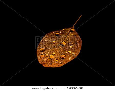 Raindrops On Golden Smoky Tree Leaf On Black