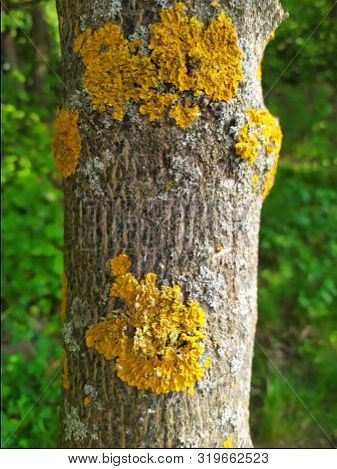 Closeup Photo Of Gray And Golden Lichen On The Tree Bark. Colorful Macro Photography Of Foliose Moss