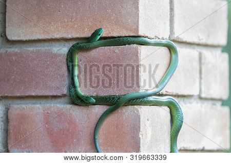 Two Mating Western Natal Green Snakes Climbing A Brick Wall.